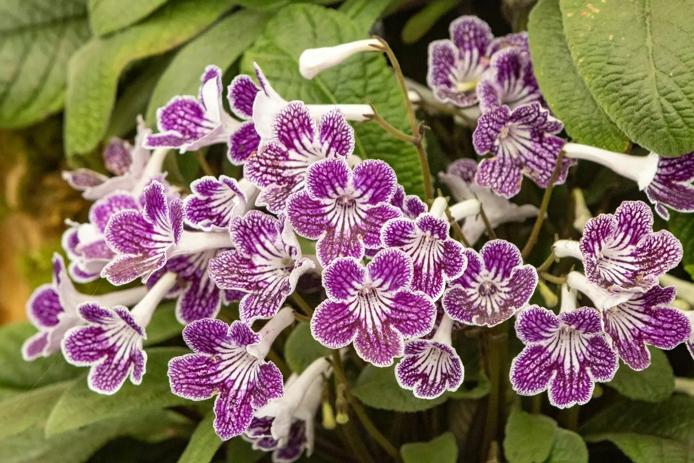 Streptocarpus